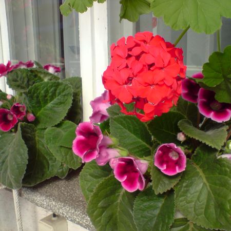 Gloxinia